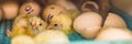 Large group of newly hatched chicks on a chicken farm BANNER, LONG FORMAT