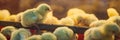 Large group of newly hatched chicks on a chicken farm BANNER, LONG FORMAT