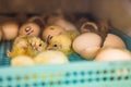 Large group of newly hatched chicks on a chicken farm