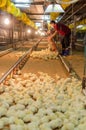 Large group of newly hatched chicks on a chicken farm.