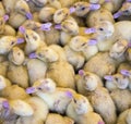 Large group of newly hatched ducklings on a farm