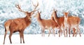 Large group of noble deer against the background of a beautiful winter snow forest. Artistic winter landscape. Christmas photograp Royalty Free Stock Photo