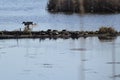 Large group of Painted Turtles (Chrysemys picta) resting on log at Copeland Forest Royalty Free Stock Photo