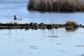 Large group of Painted Turtles (Chrysemys picta) resting on log at Copeland Forest Royalty Free Stock Photo