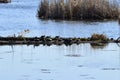 Large group of Painted Turtles (Chrysemys picta) resting on log at Copeland Forest Royalty Free Stock Photo