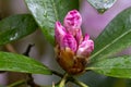 group of dark pink buds ready to bloom on rhododendron Royalty Free Stock Photo