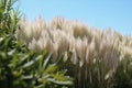 Large group of pampa grass against blue sky Royalty Free Stock Photo