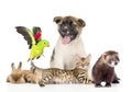 Large group of pets. Isolated on white background Royalty Free Stock Photo