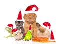 Large group of pets in red christmas hats. isolated on white background Royalty Free Stock Photo