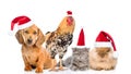 Large group of pets in red christmas hats. isolated on white background Royalty Free Stock Photo