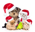 Large group of pets in red christmas hats. isolated on white Royalty Free Stock Photo