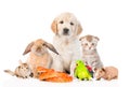 Large group of pets together in front view. Isolated on white Royalty Free Stock Photo