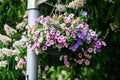 Large group of Petunia axillaris light pink and purple flowers in a pot, with blurred background in a garden in a sunny spring day Royalty Free Stock Photo