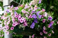 Large group of Petunia axillaris light pink and purple flowers in a pot, with blurred background in a garden in a sunny spring day Royalty Free Stock Photo