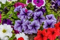 Large group of Petunia axillaris light white and purple flowers in a pot, with blurred background in a garden in a sunny spring Royalty Free Stock Photo