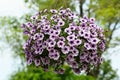 Large group of Petunia axillaris light white and purple flowers in a pot, with blurred background in a garden in a sunny spring Royalty Free Stock Photo