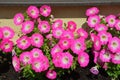 Large group of Petunia axillaris vivid pink magenta and white flowers in a pot in direct sun light in a sunny summer day, beautifu