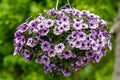 Large group of Petunia axillaris white and purple flowers in a pot, with blue green blurred background in a garden in a sunny spri Royalty Free Stock Photo