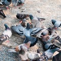 Large group of pigeon on street