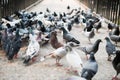 Large group of pigeon on street