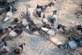 Large group of pigeon on street