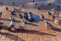 A large group of pigeons bathing in muddy puddle in the middle of a cobbled square Royalty Free Stock Photo