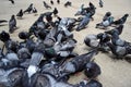 Large group of pigeons eating seeds from the asphalt and flapping their wings close-up Royalty Free Stock Photo