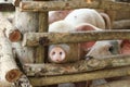 large group of pigs playing together an waiting to be fed in their timber old farm style pig pen on a farm in Northern Thailand