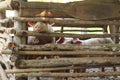 large group of pigs playing together an waiting to be fed in their timber old farm style pig pen on a farm in Northern Thailand