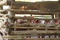 large group of pigs playing together an waiting to be fed in their timber old farm style pig pen on a farm in Northern Thailand