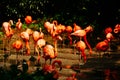 Large group of pink flamengos drinking water.