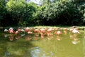 A large group of pink flamingos stands in a pond. A flock of pink birds in a nature park. Sunny day, Royalty Free Stock Photo