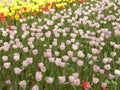 A large group of pink tulip flowers Royalty Free Stock Photo