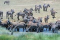 Large group of Plains zebra drinking at watering hole Serengeti Royalty Free Stock Photo