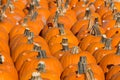 Large Group of Pumpkins For Sale in Pumpkin Patch Royalty Free Stock Photo