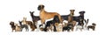 Large group of purebred dogs in studio against white background Royalty Free Stock Photo