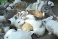 A large group of rabbits gathered together