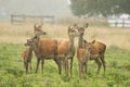 A large group of red deer Royalty Free Stock Photo