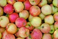 Orchard, apple harvest. Boxes with harvested apples