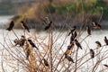 A large group of rosy starlings perched on branches