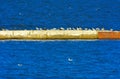 A large group of sea gulls sits on a concrete breakwater against Royalty Free Stock Photo