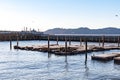 Large Group of Sea Lions at the Pier 39 The Embarcadero San Francisco California, USA, March 31, 2020 Royalty Free Stock Photo