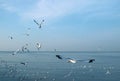 Large Group of Seagulls Flying in the Morning Light over Calm Sea Royalty Free Stock Photo