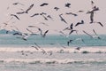 Large group of seagulls flying over the sea water. Royalty Free Stock Photo