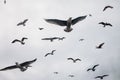 Large group of seagulls flying in sky Royalty Free Stock Photo