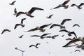 Large group of seagulls flying in sky Royalty Free Stock Photo