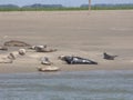 A group seals at a sand bank and a black seal