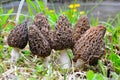 A large group of morels by a stream