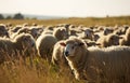 a large group of sheep in a grassy field looking outward