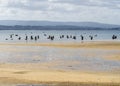 A large group of shellfish gatherers in the water shelling clams and mussels on a beach in Boiro. Galicia. In the background are